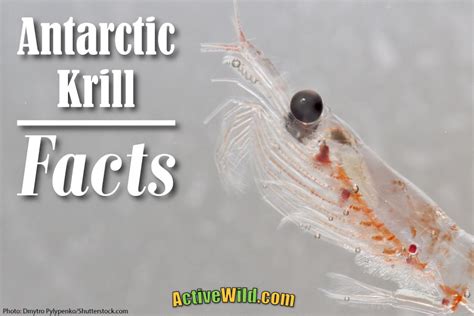 Krill Animal Facts .